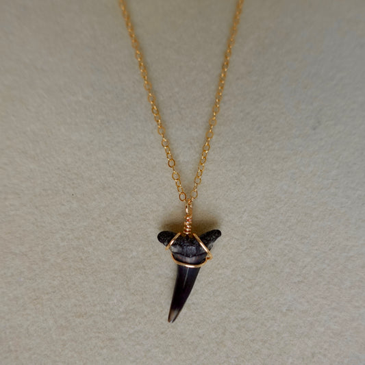 Fossil Mako Shark Necklace
