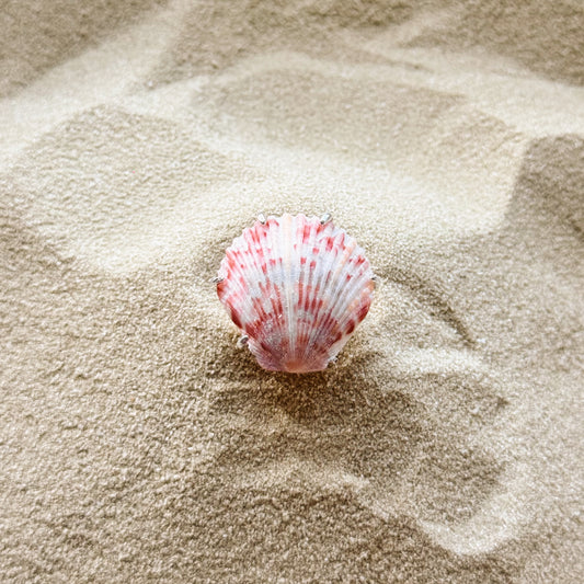 adjustable sea shell ring