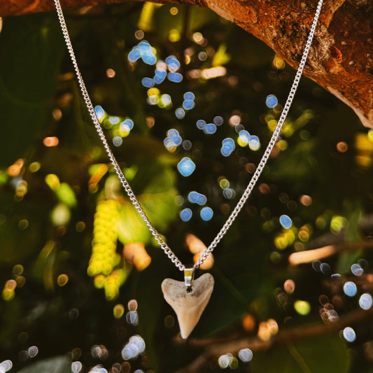 white bullshark necklace