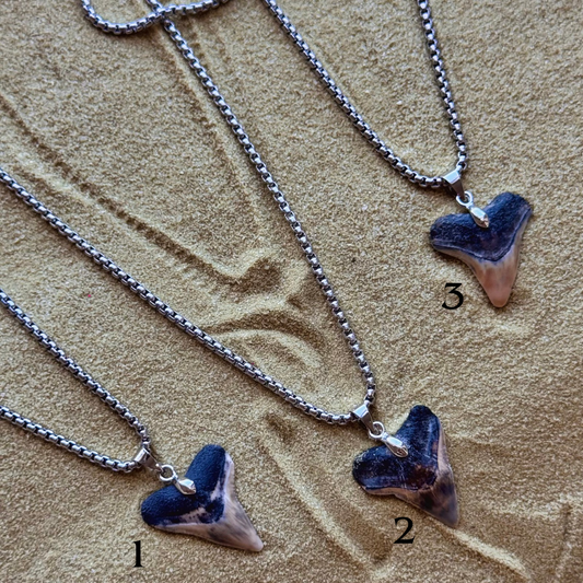 men’s bull shark necklace 24”