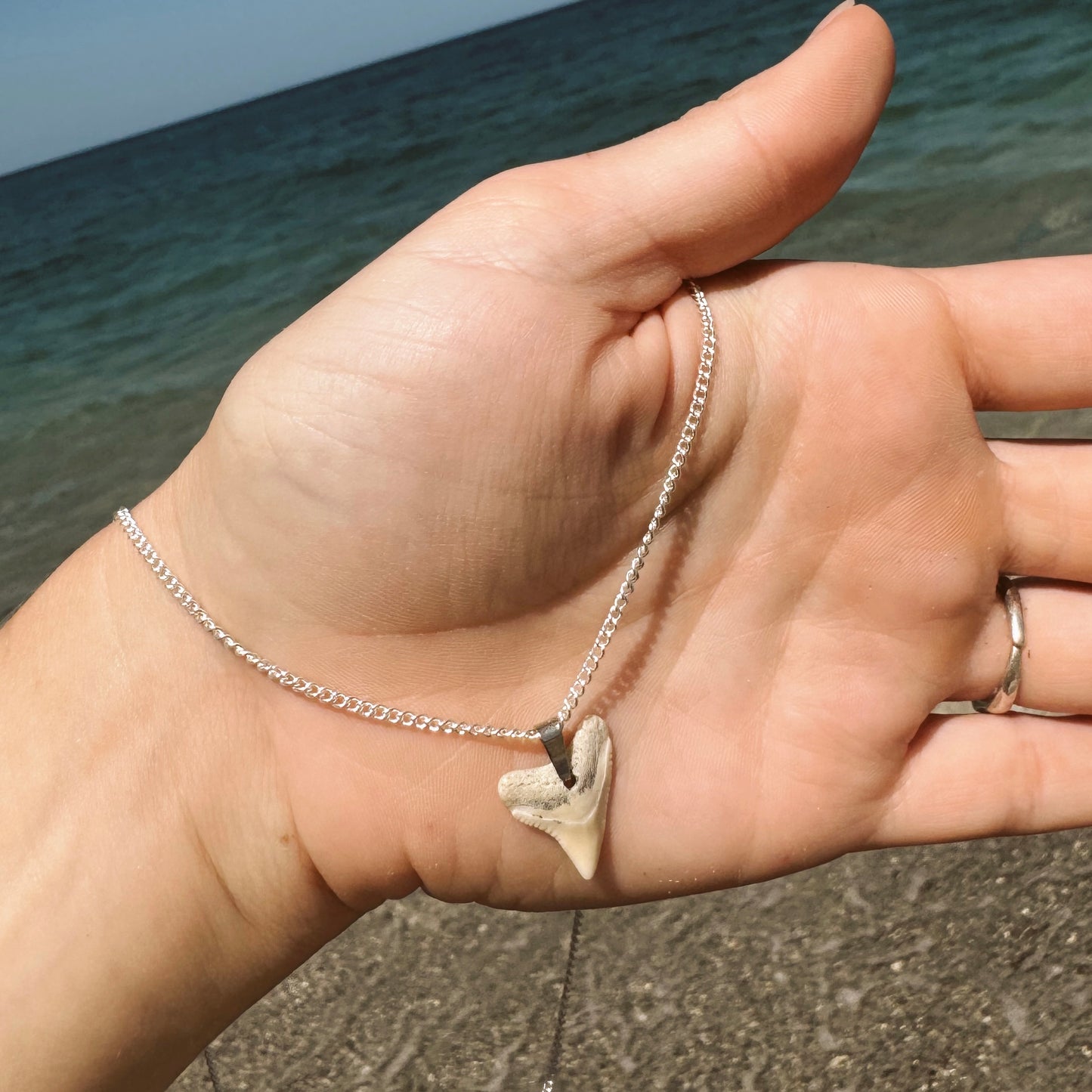 white bullshark necklace