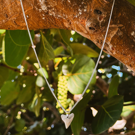 white bullshark necklace